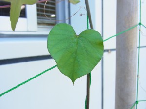 RIMG0134