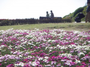 つかちゃん＿1028＿花さじき1