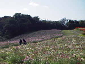 つかちゃん＿1028＿花さじき5